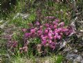 Daphne cneorum